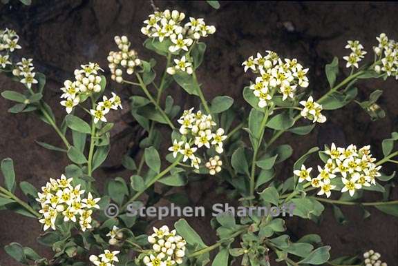 commandra umbellata ssp californica 1 graphic